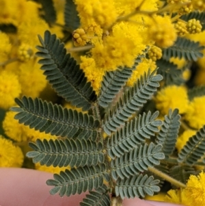 Acacia cardiophylla at East Albury, NSW - 13 Aug 2022