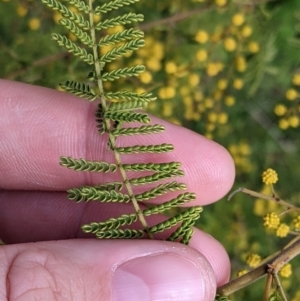 Acacia cardiophylla at East Albury, NSW - 13 Aug 2022