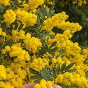 Acacia cardiophylla at East Albury, NSW - 13 Aug 2022