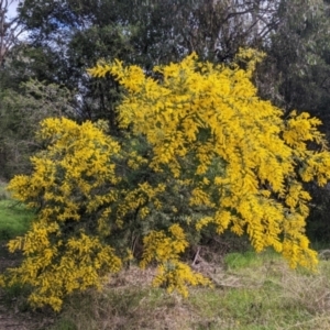 Acacia cardiophylla at East Albury, NSW - 13 Aug 2022