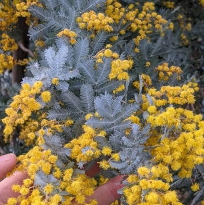 Acacia baileyana (Cootamundra Wattle, Golden Mimosa) at Eastern Hill Reserve - 13 Aug 2022 by Darcy