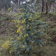 Acacia baileyana at East Albury, NSW - 13 Aug 2022 01:20 PM