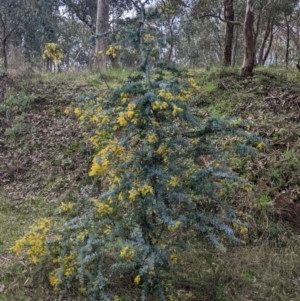 Acacia baileyana at East Albury, NSW - 13 Aug 2022