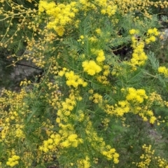 Acacia decurrens (Green Wattle) at Albury - 13 Aug 2022 by Darcy