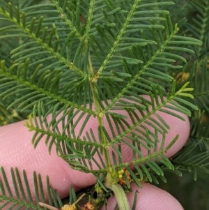 Acacia decurrens at East Albury, NSW - 13 Aug 2022