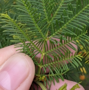 Acacia decurrens at East Albury, NSW - 13 Aug 2022