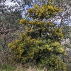 Acacia decurrens at East Albury, NSW - 13 Aug 2022