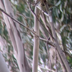 Acanthiza lineata (Striated Thornbill) at Albury - 13 Aug 2022 by Darcy