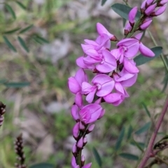 Indigofera australis subsp. australis (Australian Indigo) at Eastern Hill Reserve - 13 Aug 2022 by Darcy