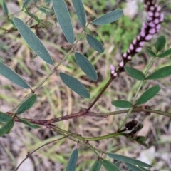 Indigofera australis subsp. australis at East Albury, NSW - 13 Aug 2022