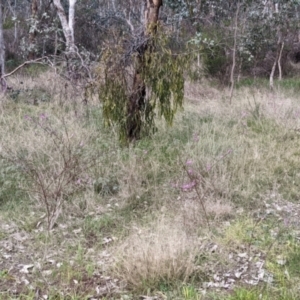 Indigofera australis subsp. australis at East Albury, NSW - 13 Aug 2022
