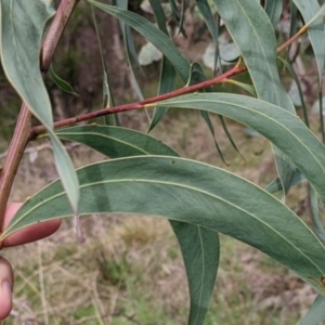 Acacia rubida at East Albury, NSW - 13 Aug 2022 01:39 PM