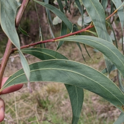 Acacia rubida (Red-stemmed Wattle, Red-leaved Wattle) at Eastern Hill Reserve - 13 Aug 2022 by Darcy