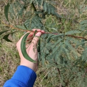 Acacia rubida at East Albury, NSW - 13 Aug 2022 01:39 PM