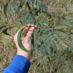 Acacia rubida at East Albury, NSW - 13 Aug 2022