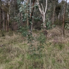 Acacia rubida at East Albury, NSW - 13 Aug 2022 01:39 PM