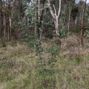 Acacia rubida at East Albury, NSW - 13 Aug 2022 01:39 PM