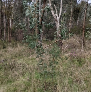 Acacia rubida at East Albury, NSW - 13 Aug 2022