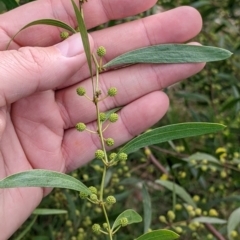 Acacia verniciflua (Varnish Wattle) at Albury - 13 Aug 2022 by Darcy