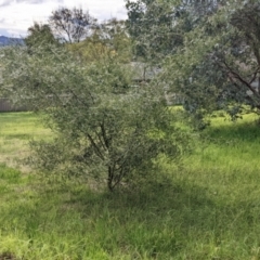 Acacia verniciflua at East Albury, NSW - 13 Aug 2022 01:40 PM