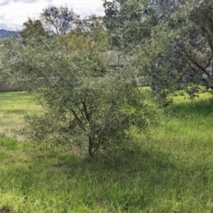 Acacia verniciflua at East Albury, NSW - 13 Aug 2022