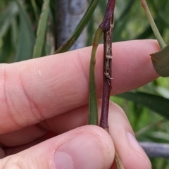 Acacia implexa at East Albury, NSW - 13 Aug 2022 01:41 PM