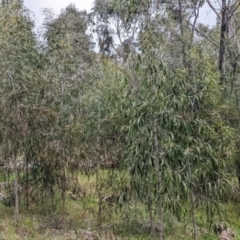 Acacia implexa at East Albury, NSW - 13 Aug 2022