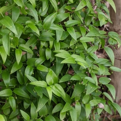 Asparagus asparagoides (Bridal Creeper, Florist's Smilax) at Albury - 13 Aug 2022 by Darcy