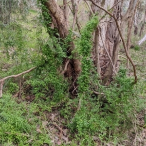 Asparagus asparagoides at East Albury, NSW - 13 Aug 2022 01:42 PM