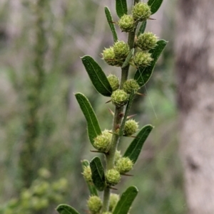 Acacia paradoxa at East Albury, NSW - 13 Aug 2022