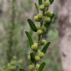 Acacia paradoxa (Kangaroo Thorn) at Eastern Hill Reserve - 13 Aug 2022 by Darcy
