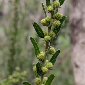 Acacia paradoxa (Kangaroo Thorn) at East Albury, NSW by Darcy
