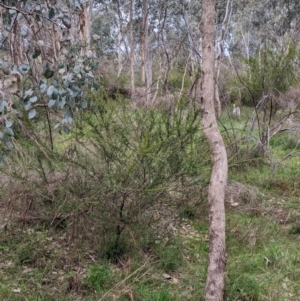 Acacia paradoxa at East Albury, NSW - 13 Aug 2022 01:43 PM