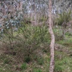 Acacia paradoxa at East Albury, NSW - 13 Aug 2022