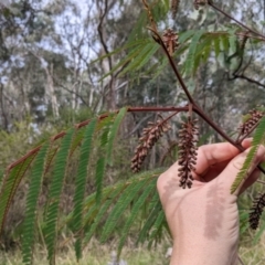 Paraserianthes lophantha subsp. lophantha (Cape Wattle) at Eastern Hill Reserve - 13 Aug 2022 by Darcy