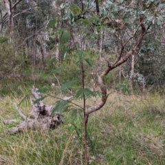 Paraserianthes lophantha subsp. lophantha at suppressed - 13 Aug 2022