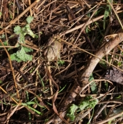 Unidentified Reptile and Frog at Hall, ACT - 13 Aug 2022 by Rosie