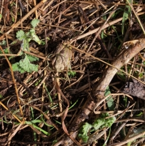 Unidentified Reptile and Frog (TBC) at suppressed by Rosie