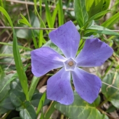 Vinca major (Blue Periwinkle) at Eastern Hill Reserve - 13 Aug 2022 by Darcy