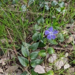 Vinca major at East Albury, NSW - 13 Aug 2022 01:47 PM