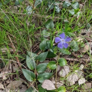 Vinca major at East Albury, NSW - 13 Aug 2022 01:47 PM