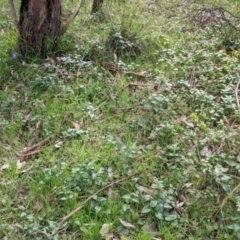 Vinca major at East Albury, NSW - 13 Aug 2022 01:47 PM