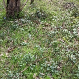 Vinca major at East Albury, NSW - 13 Aug 2022