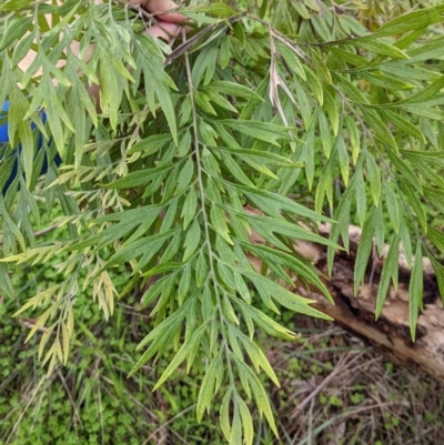 Grevillea robusta (Silky Oak) at Albury - 13 Aug 2022 by Darcy