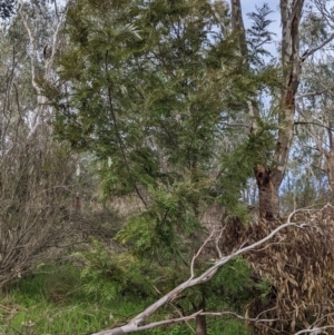 Grevillea robusta at East Albury, NSW - 13 Aug 2022 01:50 PM