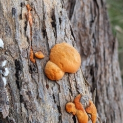 Pycnoporus sp. at Eastern Hill Reserve - 13 Aug 2022 by Darcy