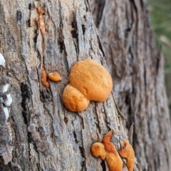 Trametes coccinea (Scarlet Bracket) at East Albury, NSW - 13 Aug 2022 by Darcy