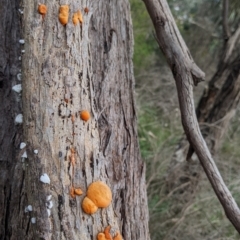 Trametes coccinea at East Albury, NSW - 13 Aug 2022 01:56 PM