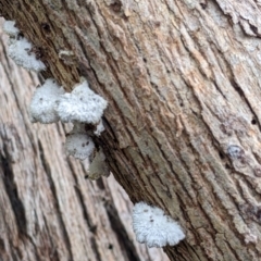 Unidentified Pored or somewhat maze-like on underside [bracket polypores] at Albury - 13 Aug 2022 by Darcy