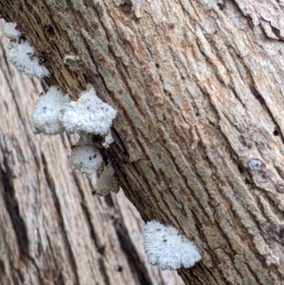 Unidentified Pored or somewhat maze-like on underside [bracket polypores] at East Albury, NSW - 13 Aug 2022 by Darcy